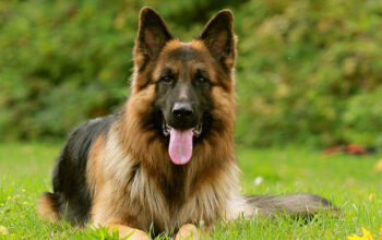 German Shepherd Female