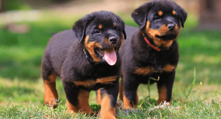 Rottweiler Breeder Pair