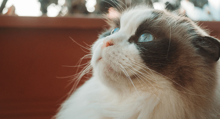 Breeder Ragdolls White cat