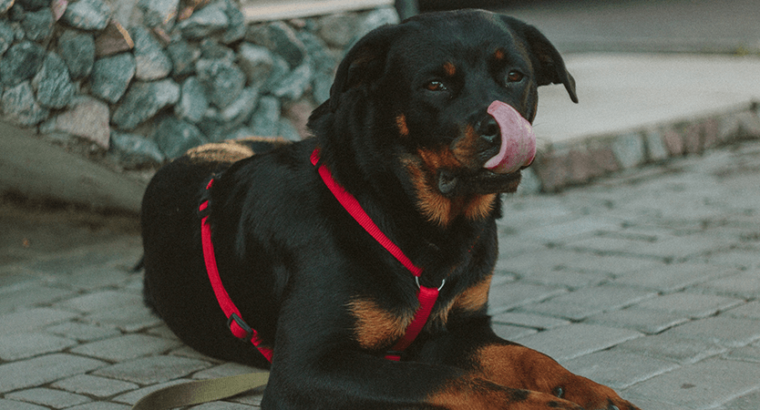 Rottweiler Breeder Pair